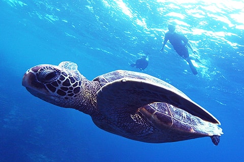 グアム店スノーケリングツアー