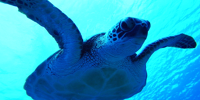 体験ダイビング1ビーチウミガメ1ボート