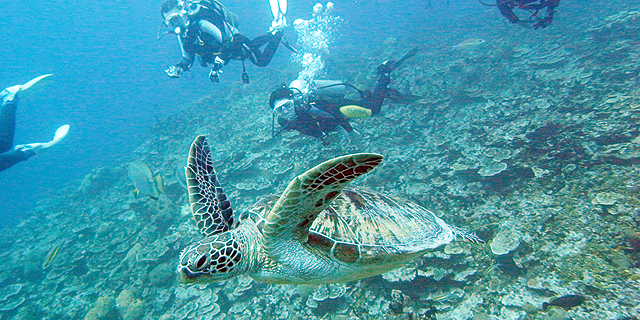 ウミガメ1ボート体験ダイブ