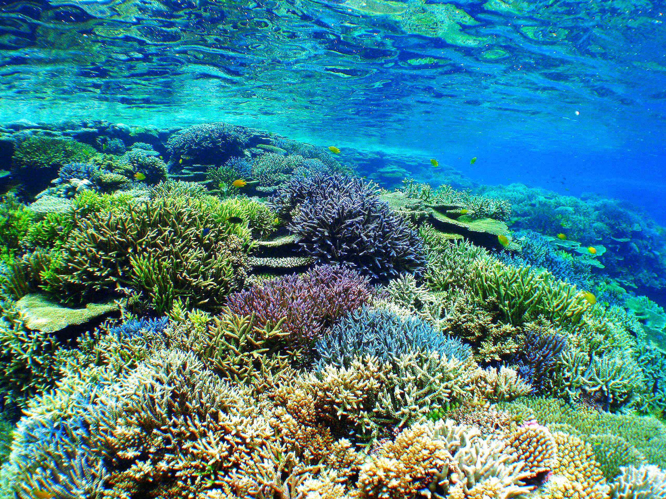 世界に誇るサンゴ礁