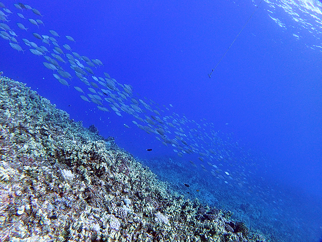 セダカハナアイゴ