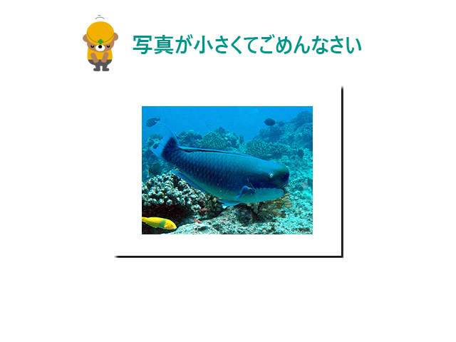 ナンヨウブダイ