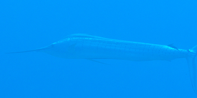 マカジキ科
