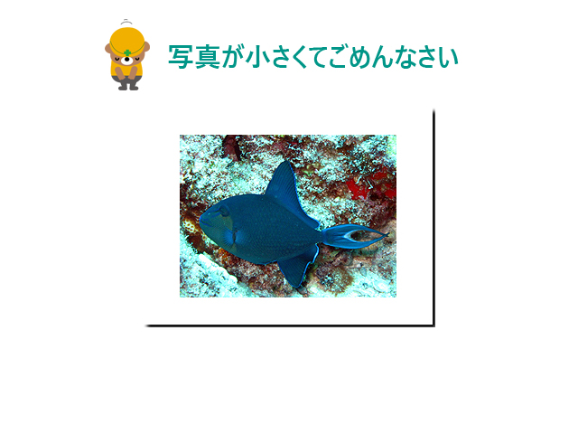 S2CLUBサイパン店 おさかな図鑑 S2CLUBサイパン店 おさかな図鑑