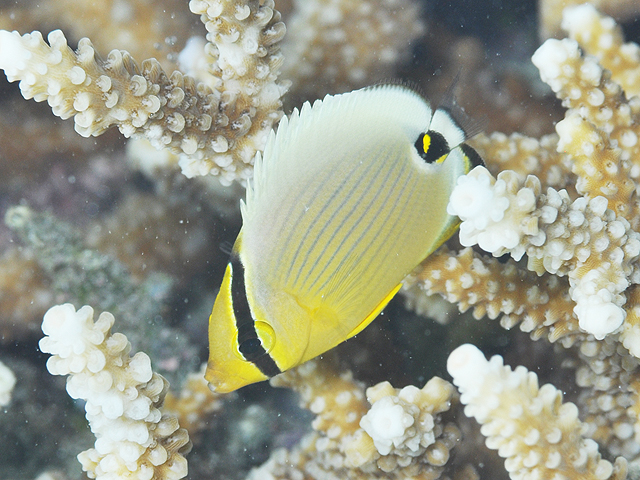 ミスジチョウチョウウオ