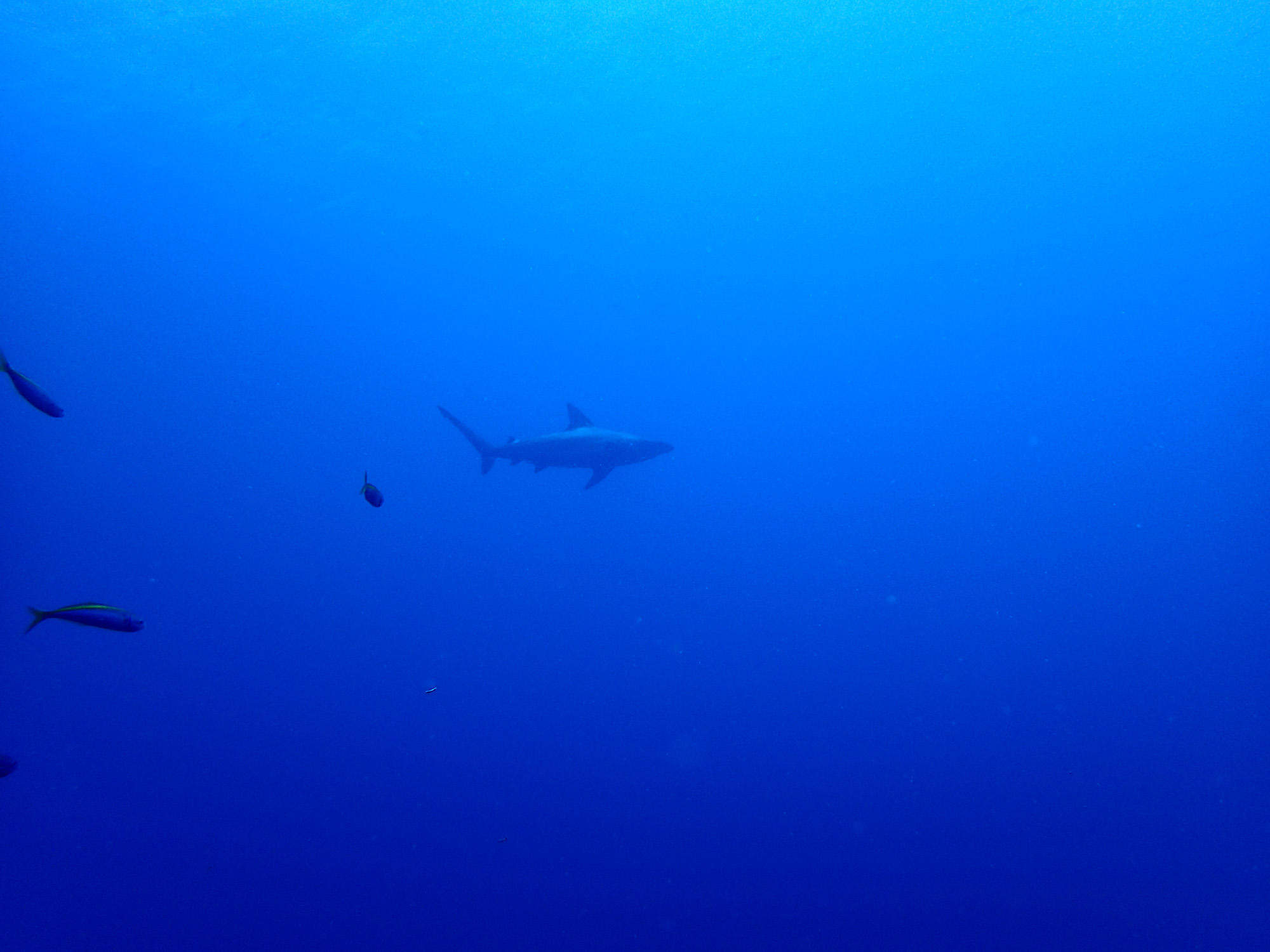 Море бразер. Эпические рыбы. Остров Херон подводный мир. Lemon Shark Island.